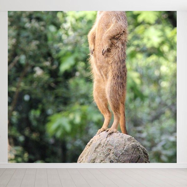 мангусты сурикаты