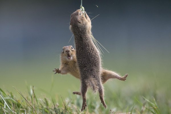 крапчатый суслик