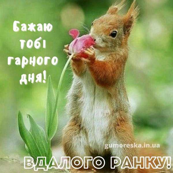 доброе утро с белочкой