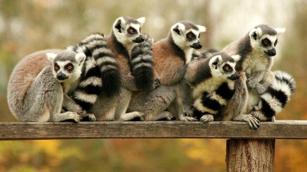 семейство лемуров