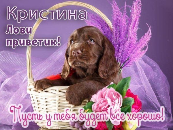 щенки спаниель