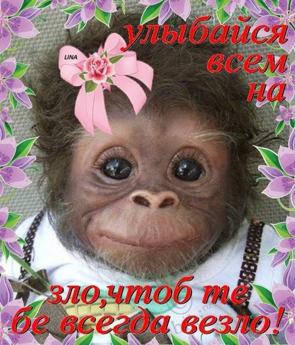 веселая обезьянка