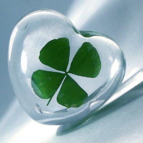 four leaf clover