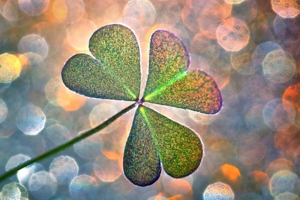 клевер четырехлистный