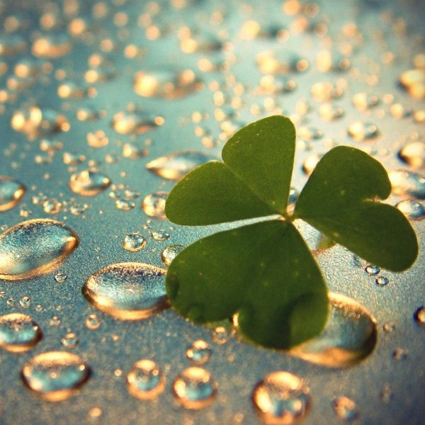 четырехлистный клевер в природе