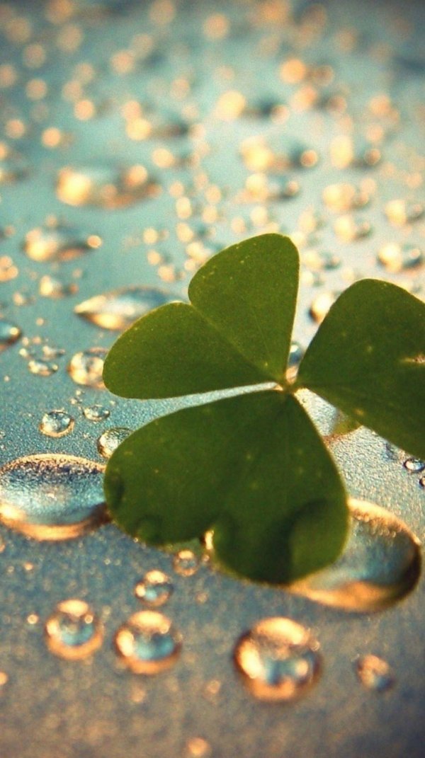 четырехлистный клевер