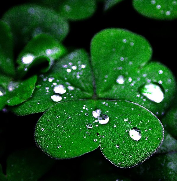 лист клевера четырехлистного