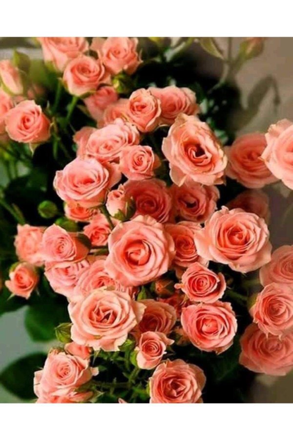 мелкоцветные розы кустовые