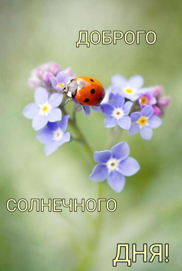 коровка божья