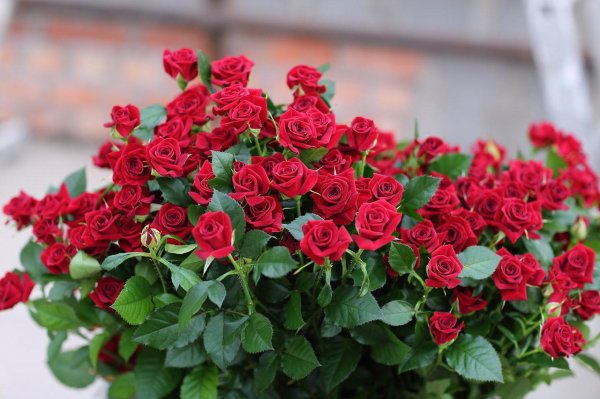 мелкие розы