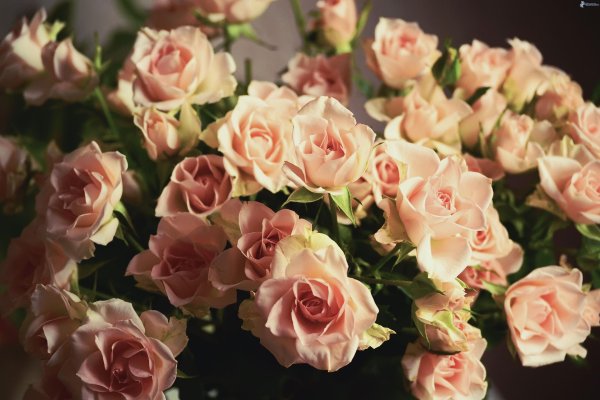 кремовые кустовые розы