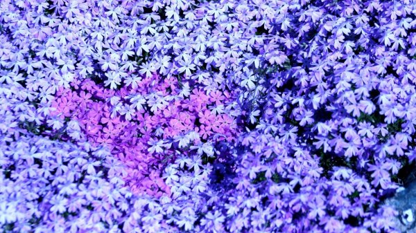 флокс шиловидный