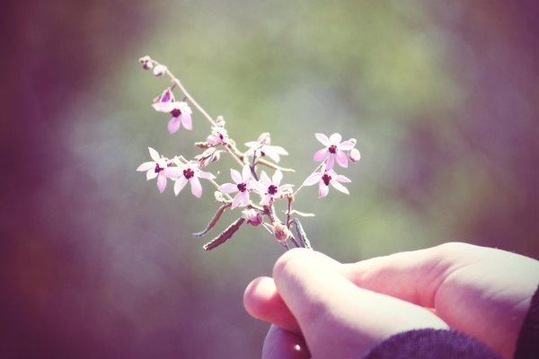 нежные цветочки