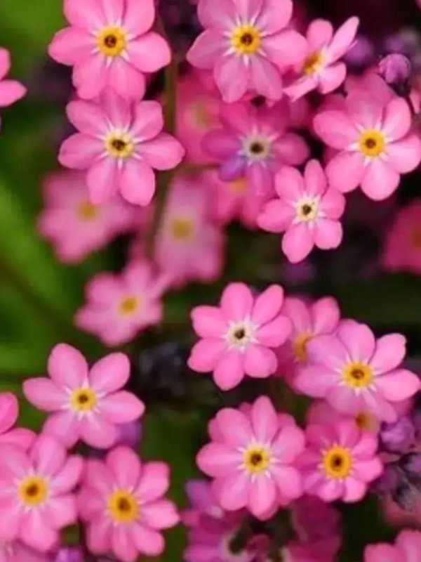 незабудка мон ами пинк