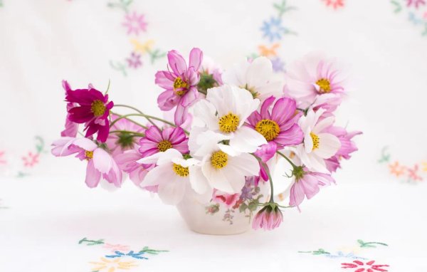 космея вайт