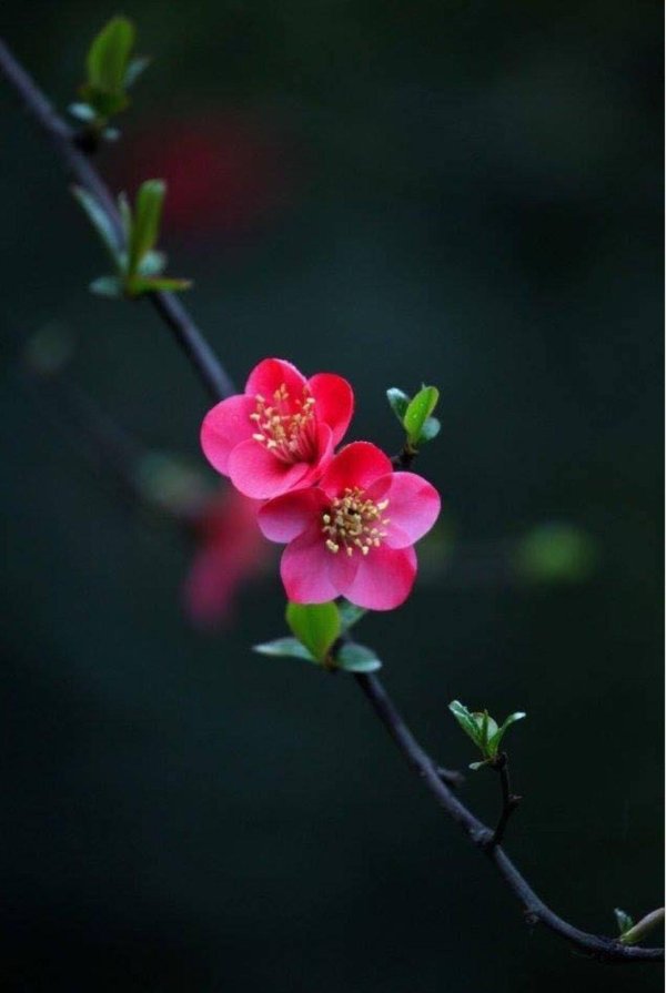 сакура айва