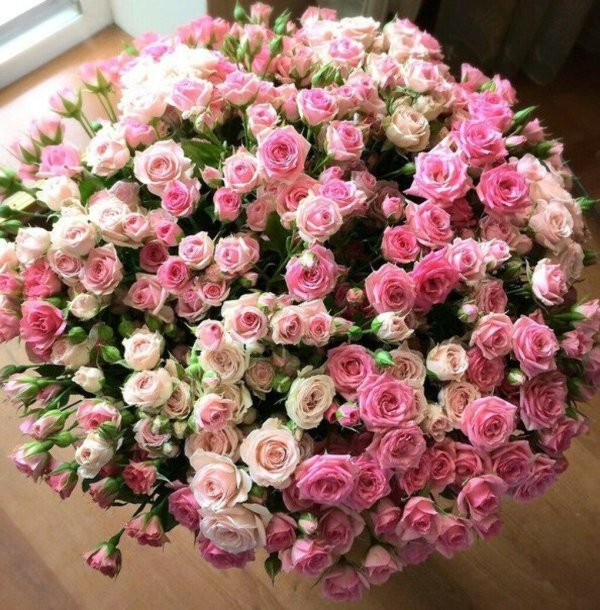 розы пинк фловерс