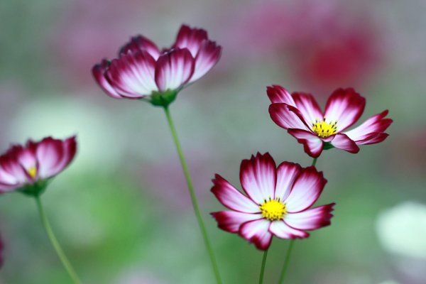 cosmos flower