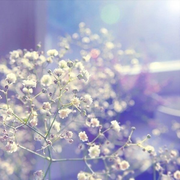 эстетика гипсофилы