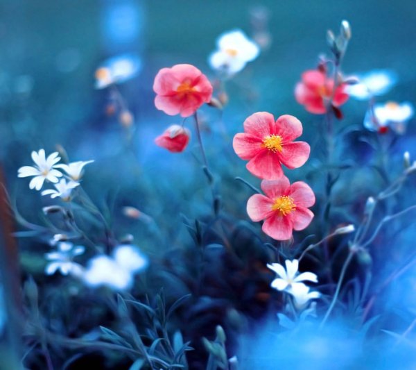 цветок маленький