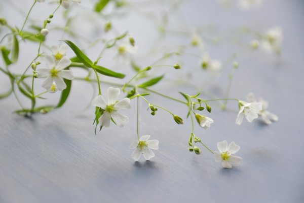 gypsophila elegans