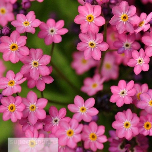 незабудка мон ами пинк