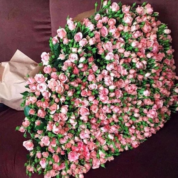 розы маленькие кустовые