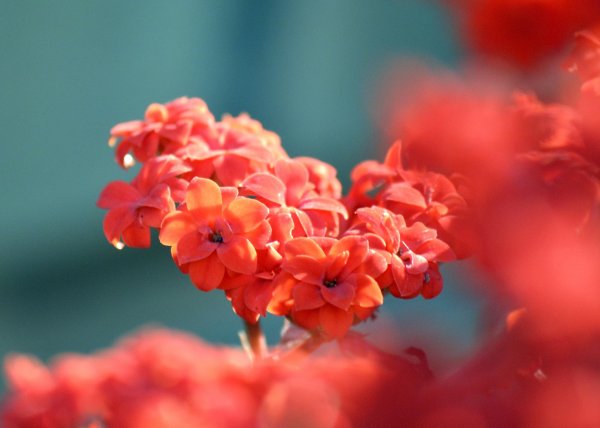 каланхоэ flaming katy