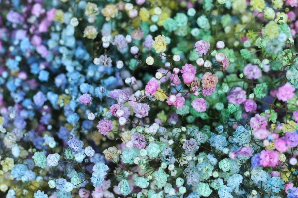 гипсофила крашеная рейнбоу