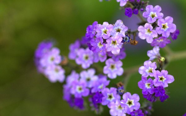 гелиотроп вербена