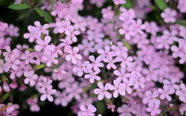 сапонария мыльнянка