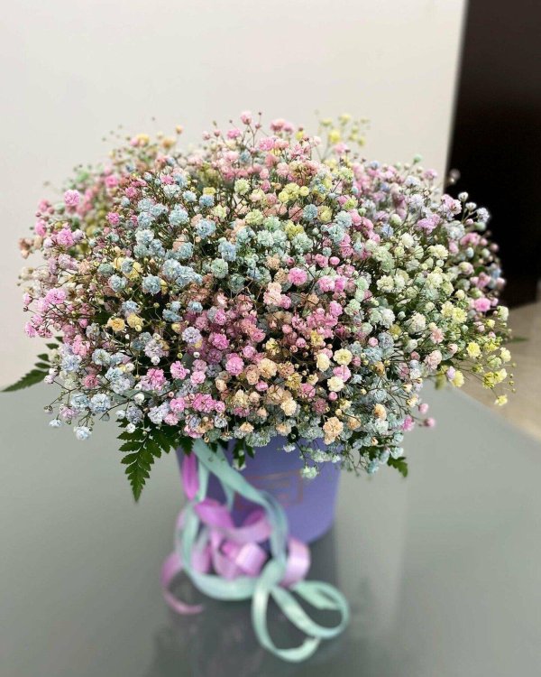 гипсофила ампельная