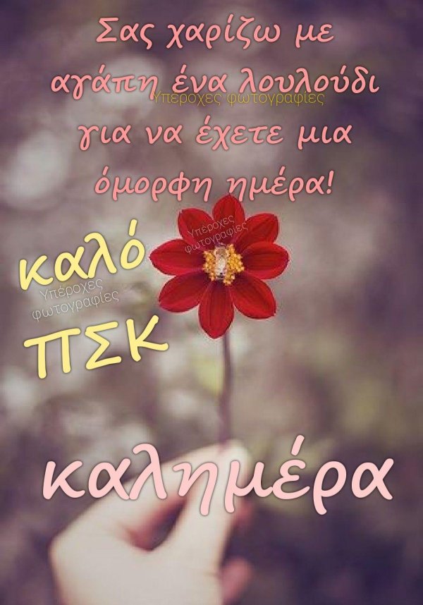 георгины мигнон красная