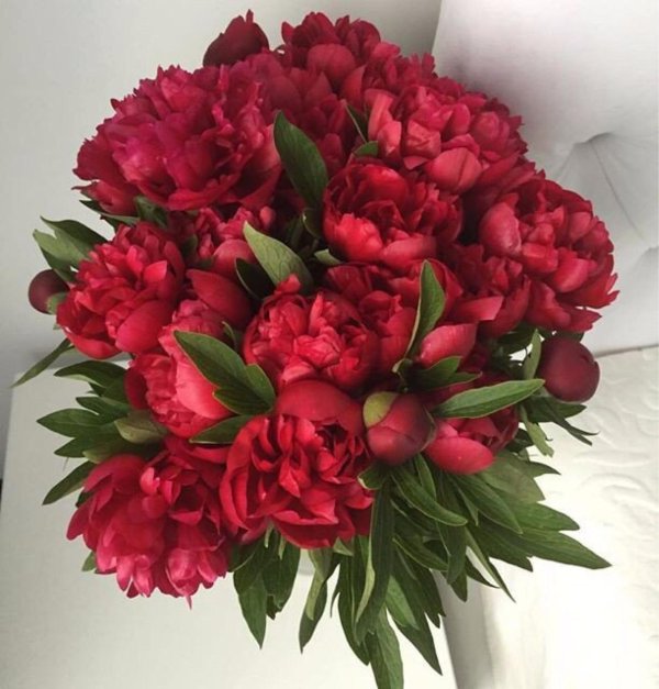 бордовые пионы