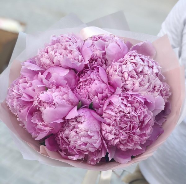 11 пионов сара бернар