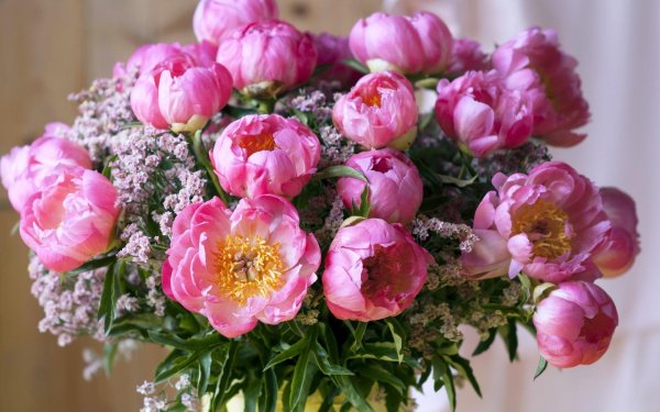 розоподобные пионы