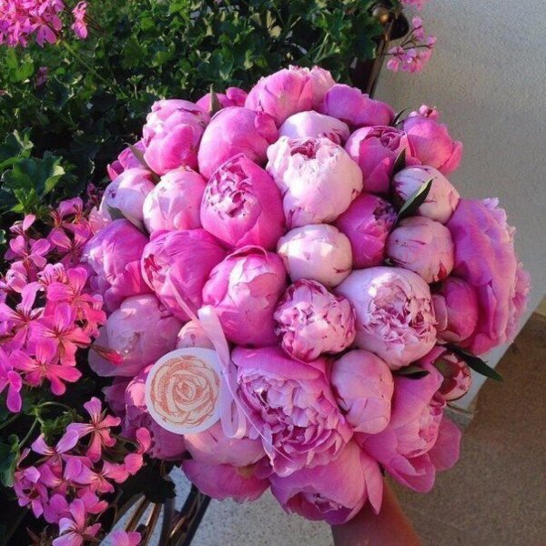 красивые пионы