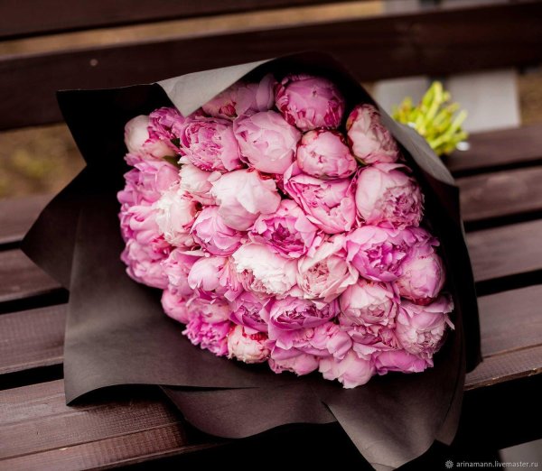 пион сара бернар