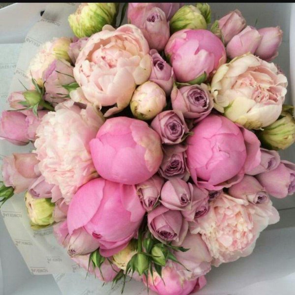 розоподобные пионы