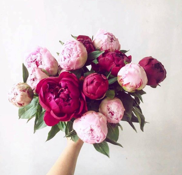 пионы бомбовидные