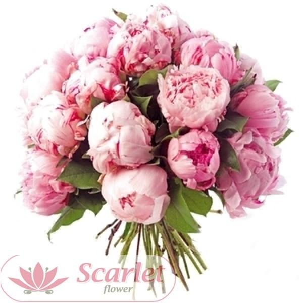 пион одилия