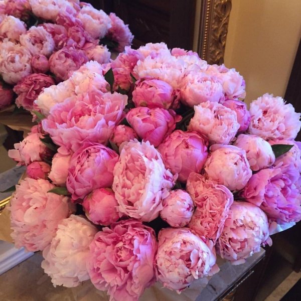 пионы пионы