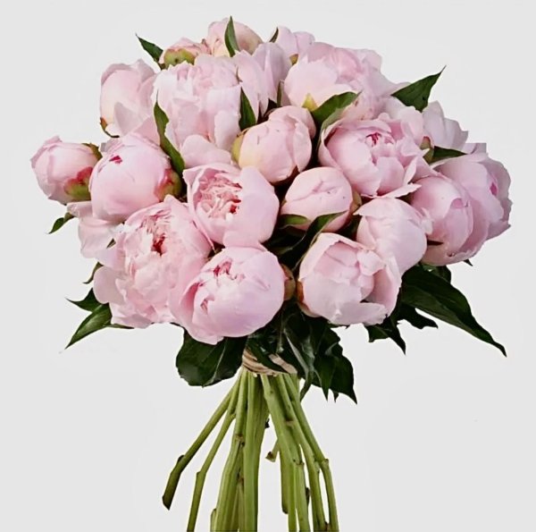 красивые букеты пионов