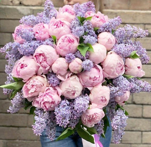 лавандовые пионы