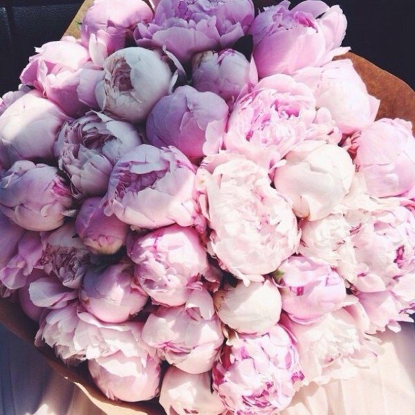 красивые букеты пионов