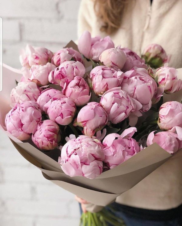 пионы нежные