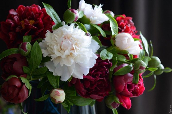 пионы бургундия