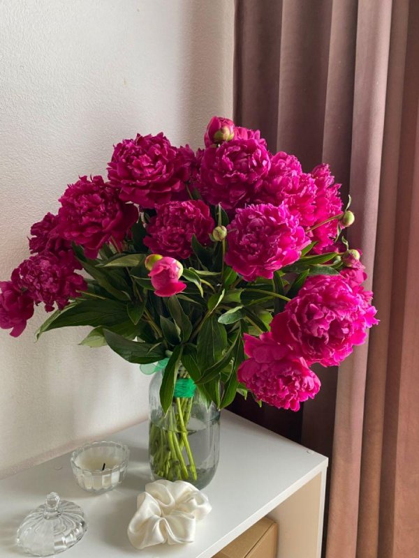 пион домашний