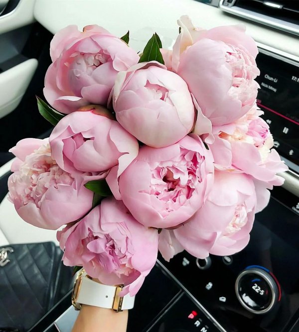 пионы в машине