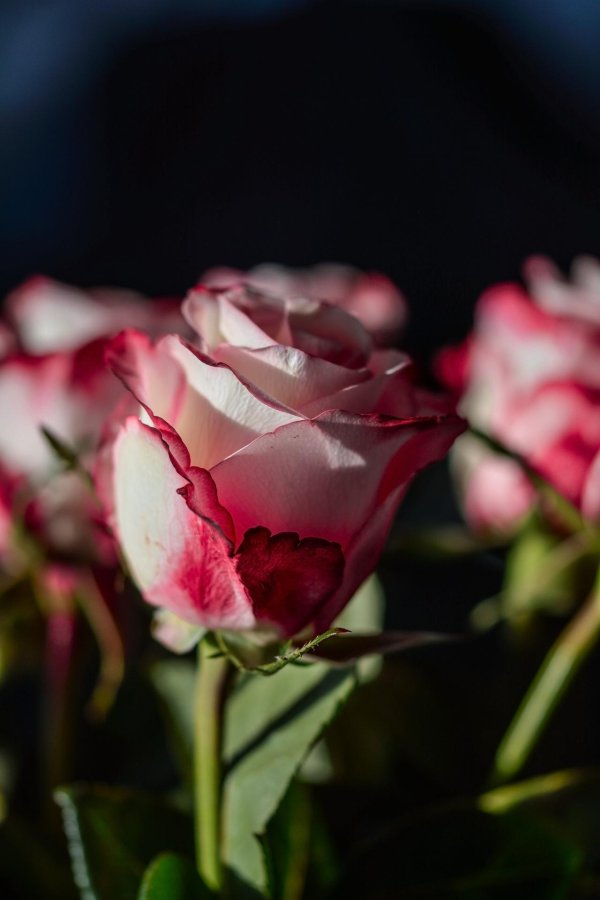 свитнесс роза